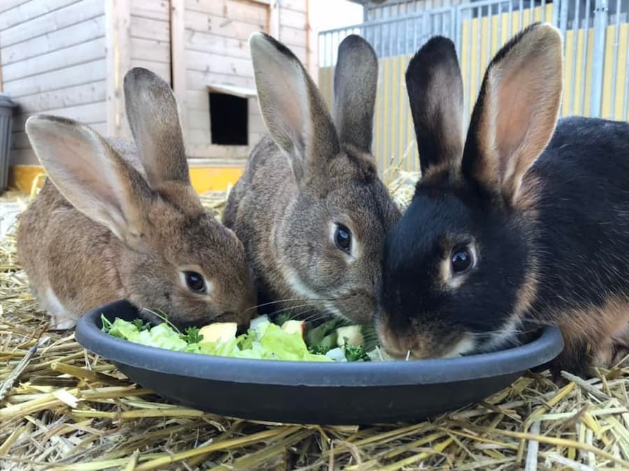 lapins à l'adoption refuge d'animaux