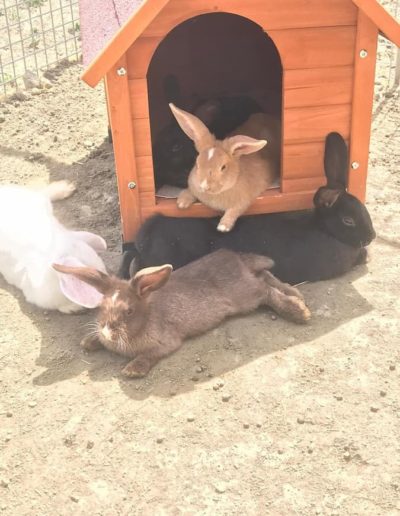 lapins abandonnés refuge d'animaux