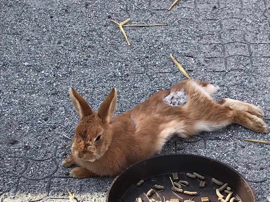 Les abandons/sauvetages incessants des lapins [Edit Mars 2022]