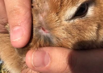 Blessure lapin refuge d'animaux