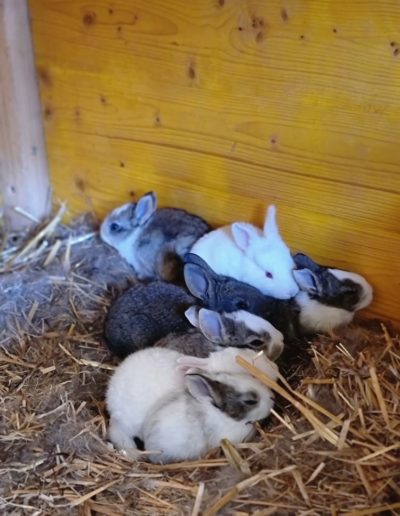 Sauvetage lapin refuge d'animaux