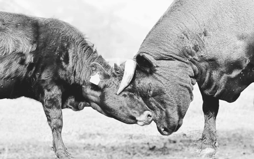 Des nouvelles des vaches