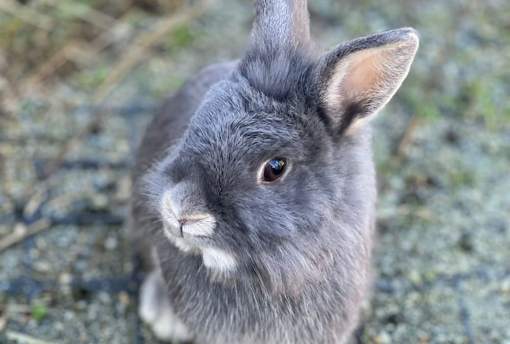 Lapins : comment les rendre heureux ?